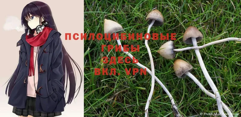 Псилоцибиновые грибы Magic Shrooms  Бакал 